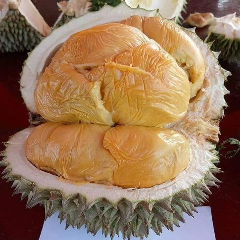 bibit durian duri hitam okulasi