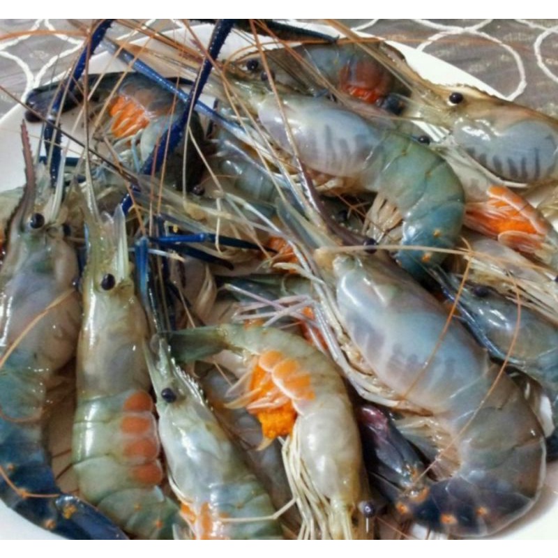 

Udang Gala Fresh 1kg