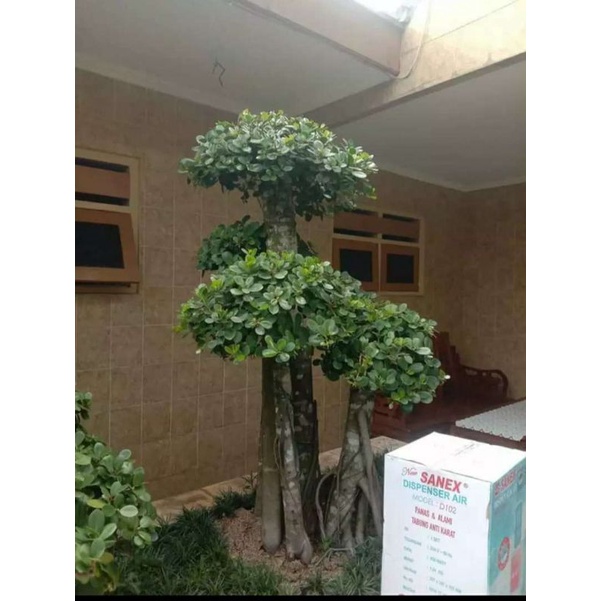 Bibit Stek Beringin Korea / Bibit Bonsai Beringin Korea