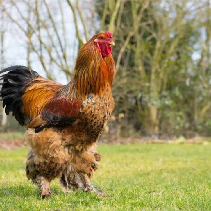 

Fyp on TELUR AYAM BRAHMA FERTIL UNTUK DITETASKAN