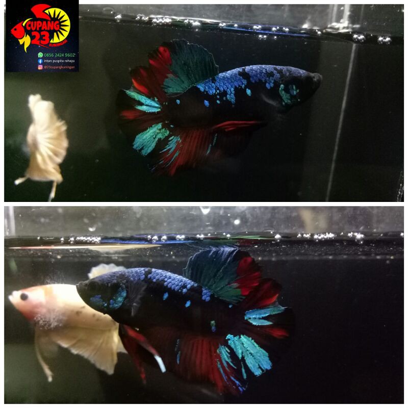 ikan cupang avatar gordon