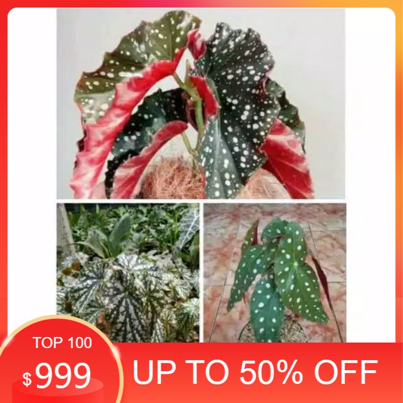 Paket 3 Begonia Volkadot