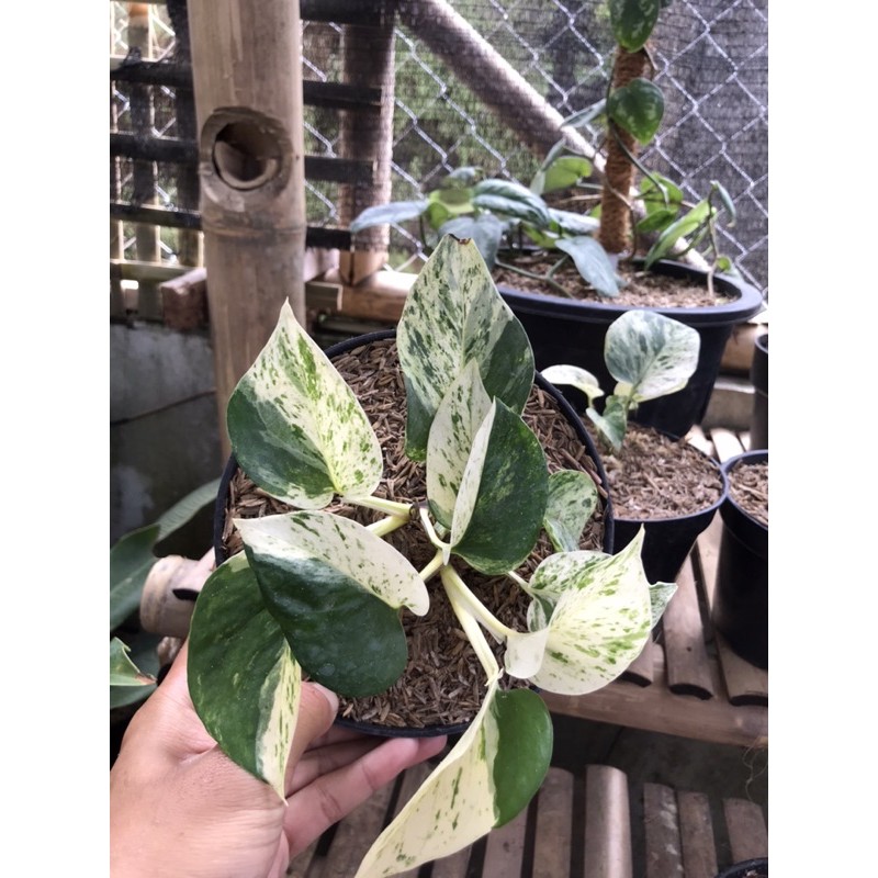 sirih gading putih varigata