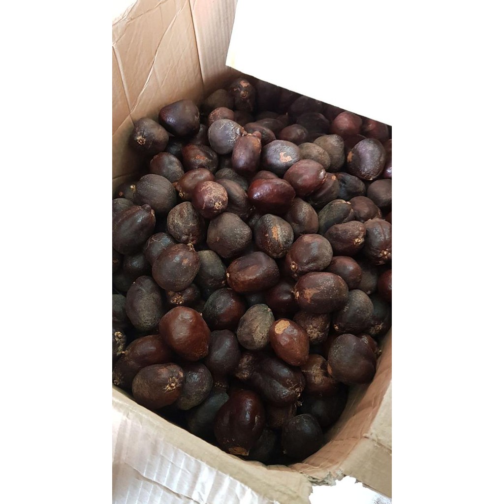 

-Sale-Terbaik-Terlaris- 500 Gr Buah Zuriat Single Madinah / Buah Adamhawa / Buah Doum / Promil