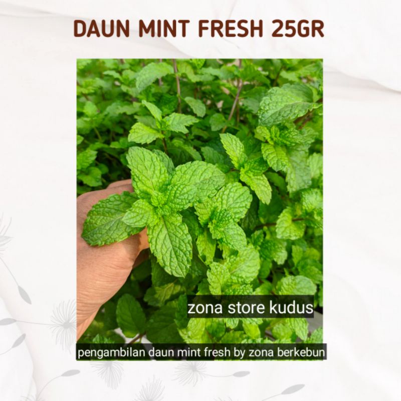 

DAUN MINT SEGAR FRESH 25GR DIPETIK LANGSUNG DIKEBUN ZONA BERKEBUN