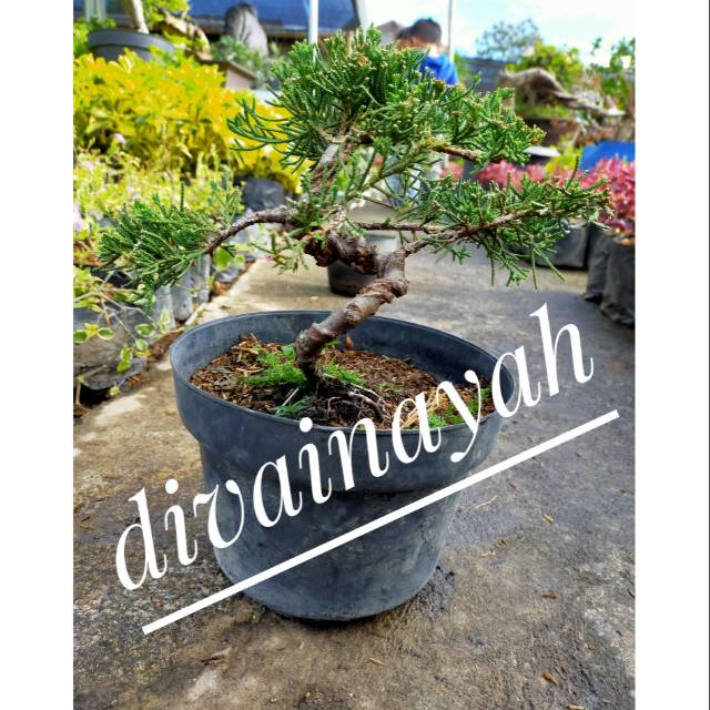 Jual Tanaman Hias Bonsai Cemara Blue Sinensis Shopee Indonesia