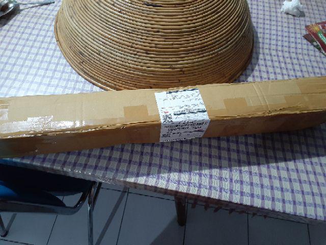 Tanaman Buah Loquat / Leci Biwa (tinggi 40-60 Cm)