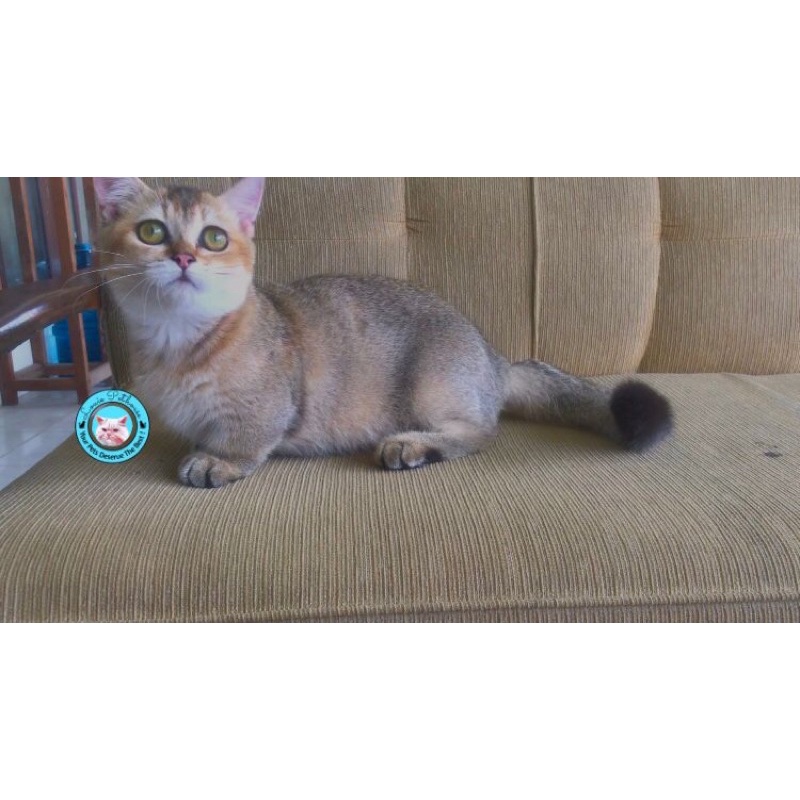 vitamin Munchkin varian British Shorthair Golden kucing show kaki pendek cebol