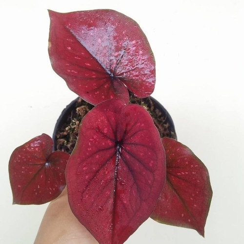 caladium dealova best seller