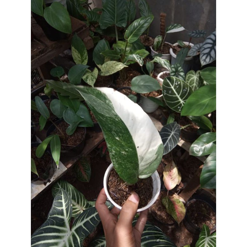 epiprenum pinnatum varigata mewah 1 daun murah #epip #epipvarigata #philodendron #aroid