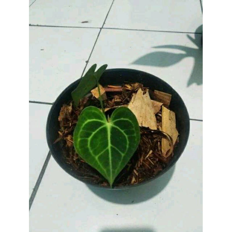 Kuping Gajah Tarantula Baby Asli