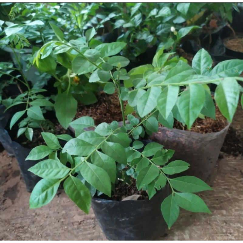 Bibit tanaman pohon salam koja/daun kenari