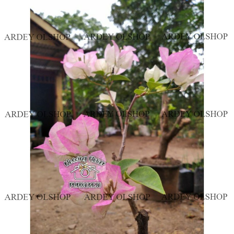Bougenville Begawan Solo (bibit) bugenvil bengawan solo bibit hidup bugenvil bengawan solo