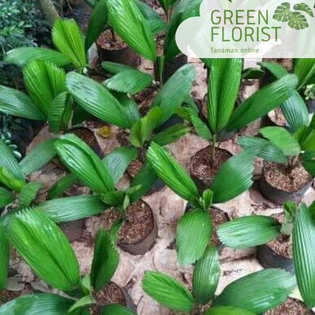 Bibit pohon palm kol - bibit pohon palem kol - tanaman palem kol - pohon palem kol