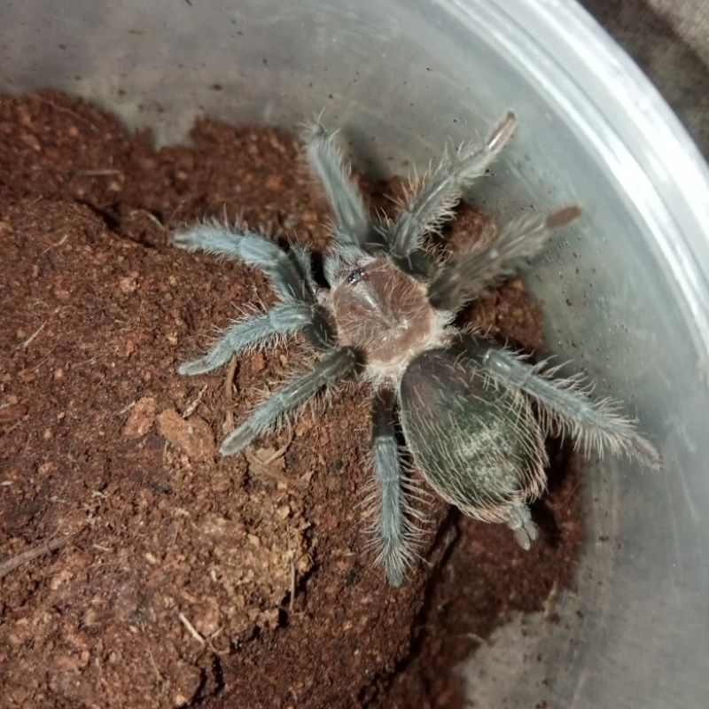 Kartu Mainan Tliltocatl Albopilosum 5 cm