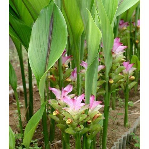 

Temulawak Temu Lawak Segar Organik