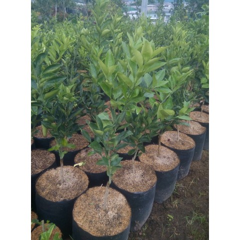 Bibit Jeruk Lemon Jumbo Import