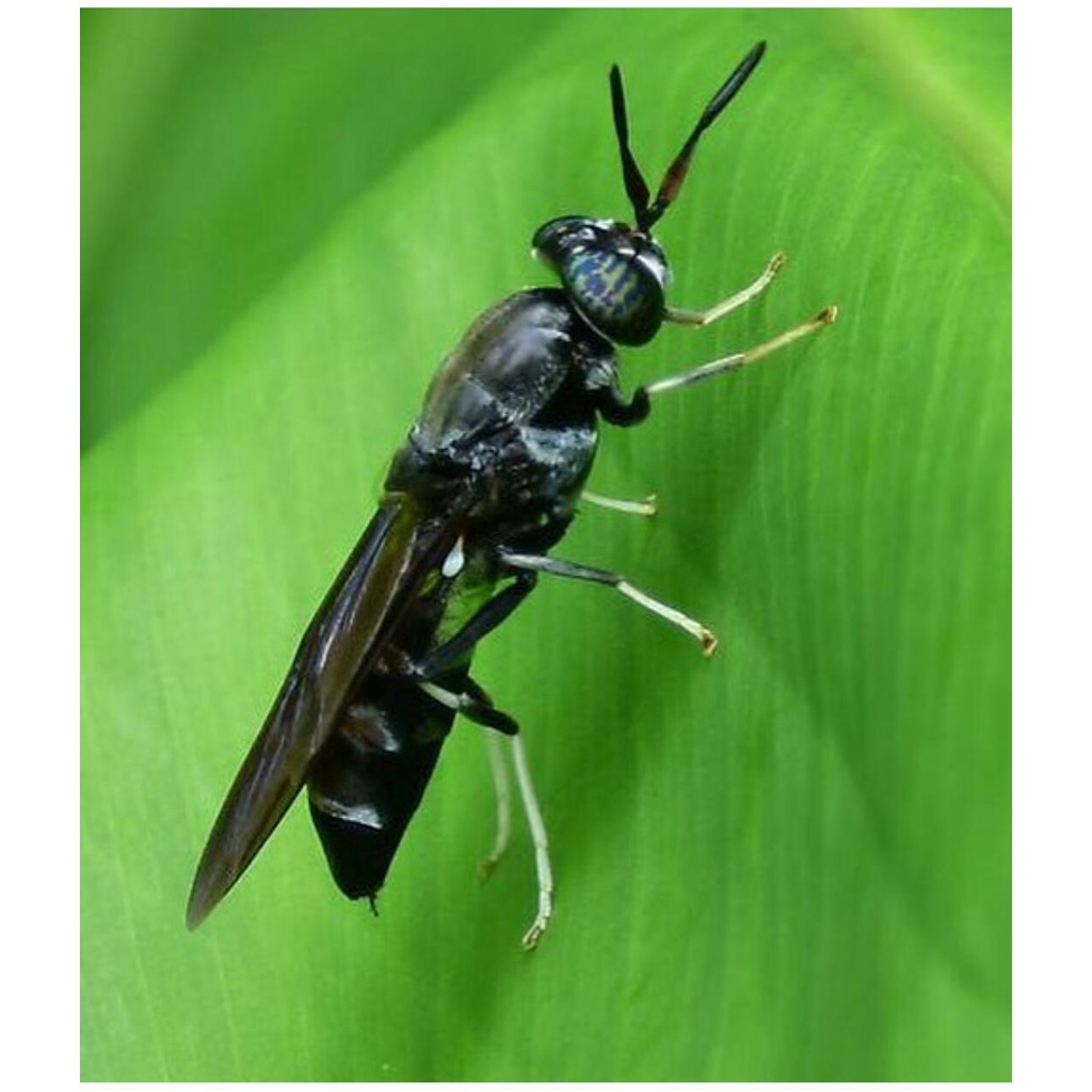 telur, maggot, prepupa bsf