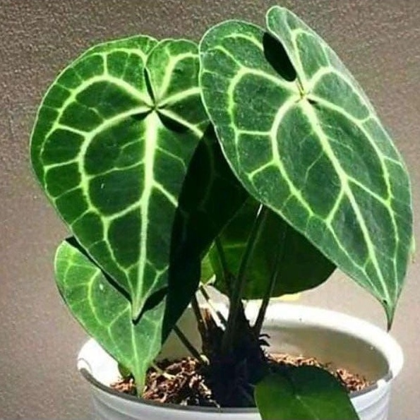 Tanaman Hias kuping gajah mini/pohon hias kuping gajah