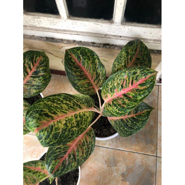 Bunga Aglonema Big Papa (indukan)