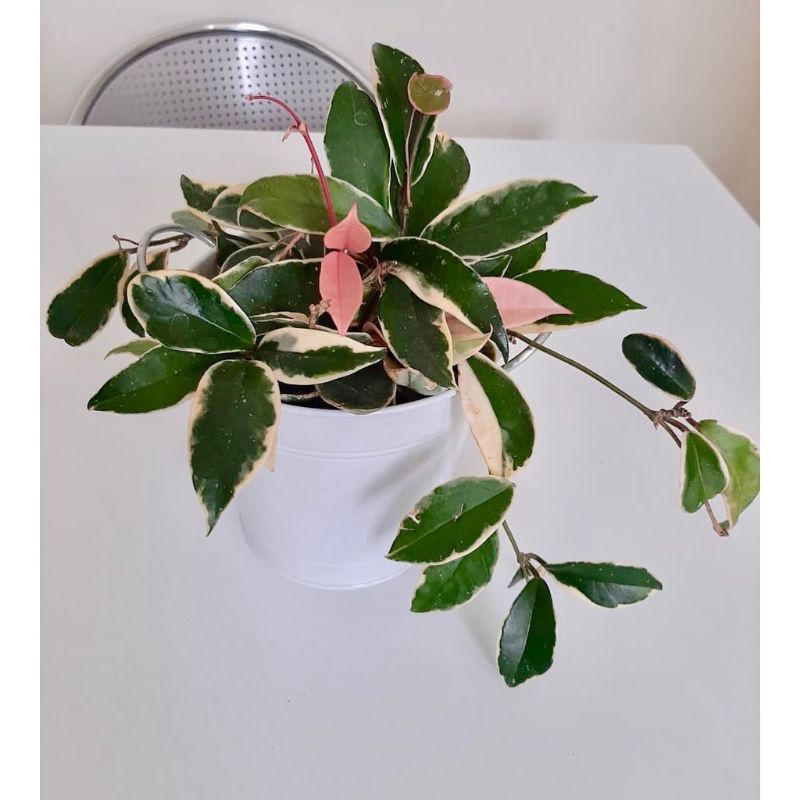 TANAMAN HIAS HOYA CARNOSA VARIEGATA