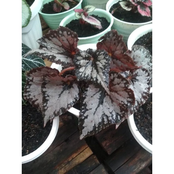 begonia Rex hitam