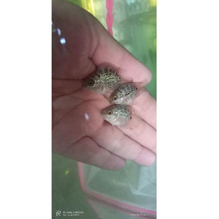 Realpct (COD) Burayak Louhan Bonsai Coin.