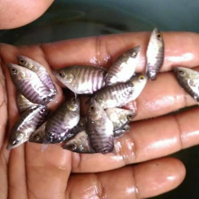 Bibit gurame soang ukuran jempol - Paket ikan gurame 50 ekor - Gurame soang - Bibit ikan