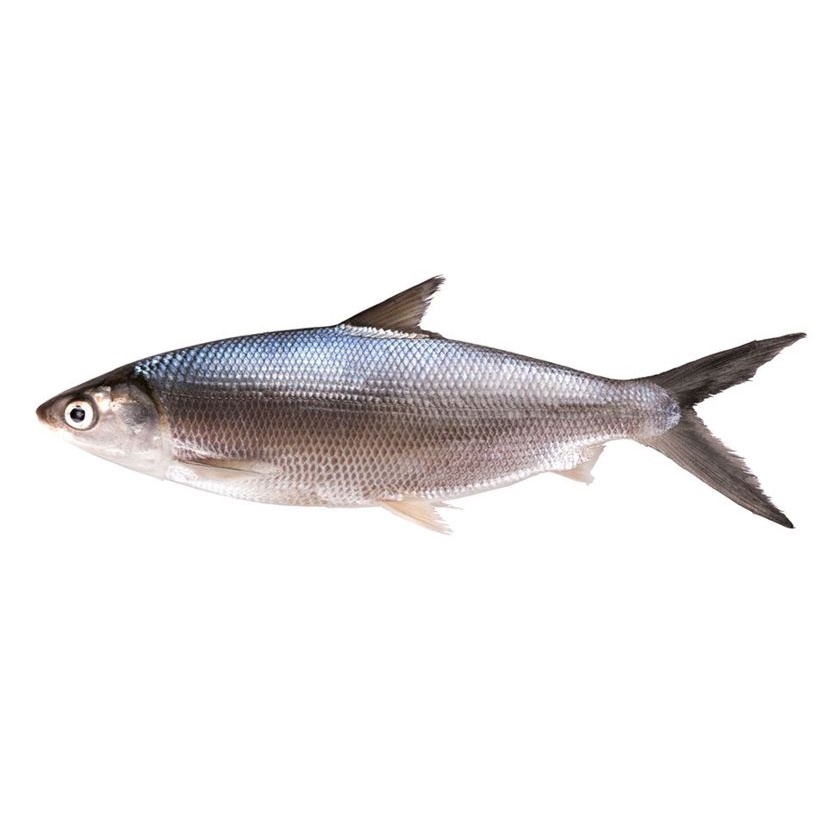 

Ikan Bandeng Segar 1 kg