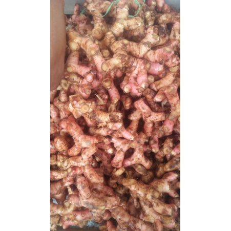 

LENGKOAS/LAOS BERSIH 1KG