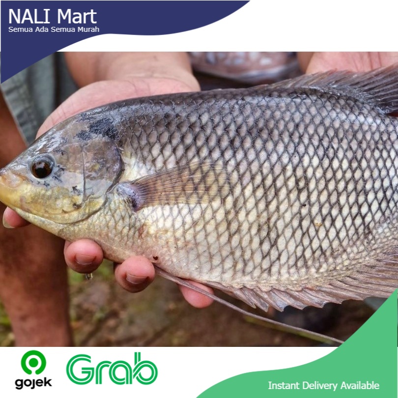 

Ikan Gurame / Gurami Konsumsi Ikan Segar Sayur Online 1KG