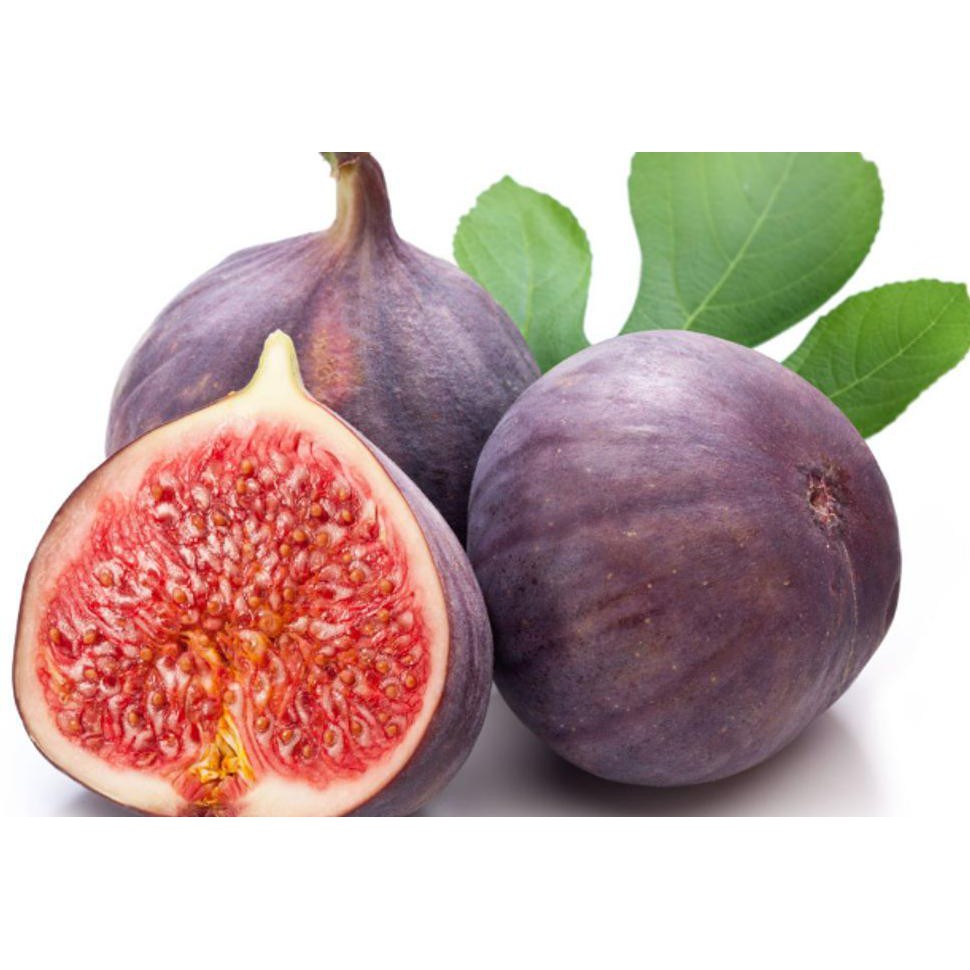 KW+ BIBIT BUAH TIN PURPLE JORDAN UNGU #_*