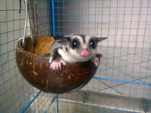 SUGAR GLIDER - TEMPAT TIDUR SUGAR GLIDEE