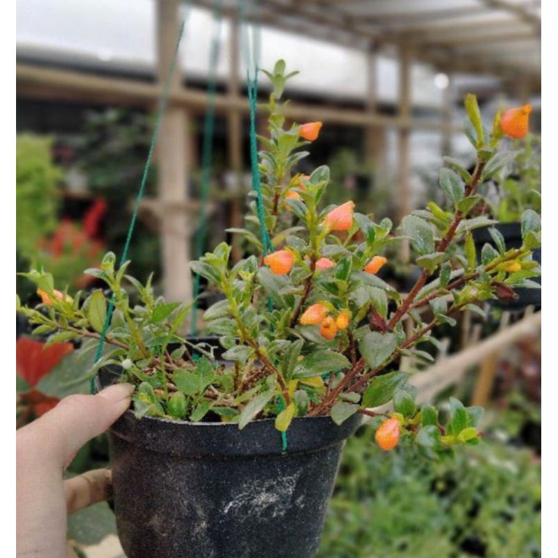 Tanaman gantung lipstik orange