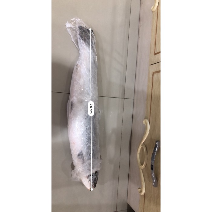 IKAN SALMON UTUH FROZEN NORWEGIAN PER EKOR