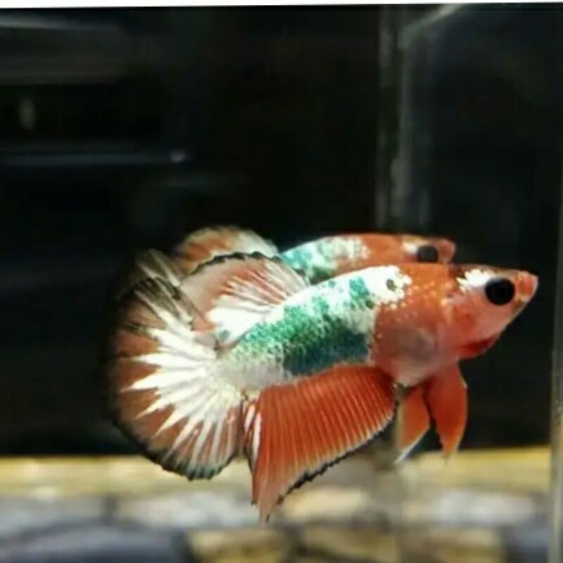 Cupang Fccp Vietnam ( Real pick )