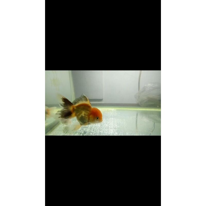 

koki oranda