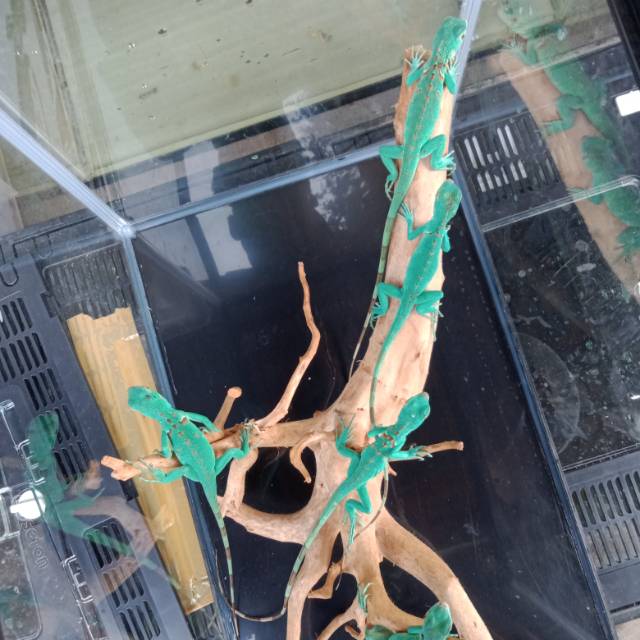 baby blue iguana(iguana biru)