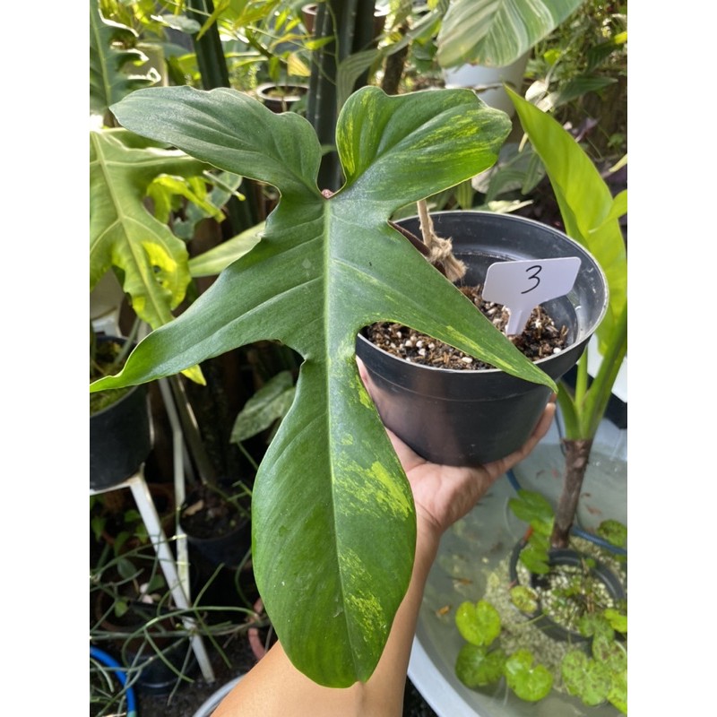 Philodendron Florida Beauty Varigata