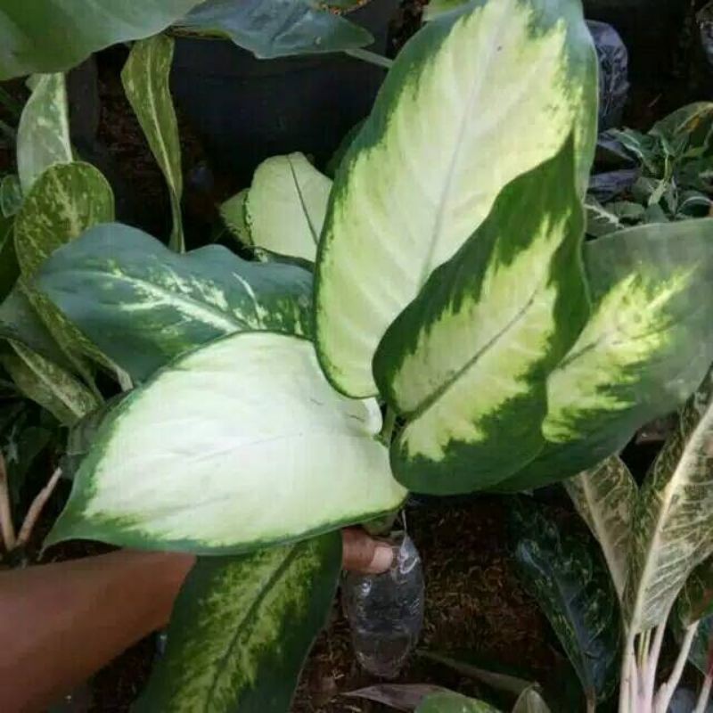 Tanaman hias aglonema blanceng susu - aglaonema blanceng putih