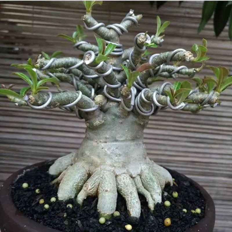 tanaman hias indukkan adenium bonggol besar cabang seribu