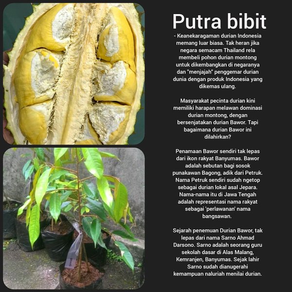 Bibit pohon durian Bawor mas kaki 3-pohon durian bawor