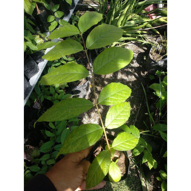 melati belanda bunga tumpuk