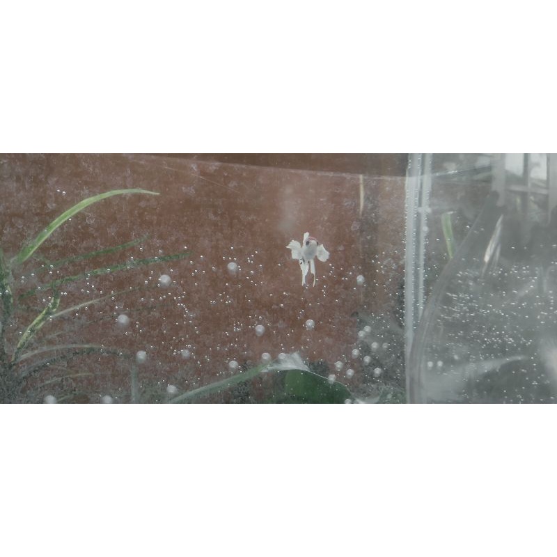 plakat dumbo ear multicolor bahanan