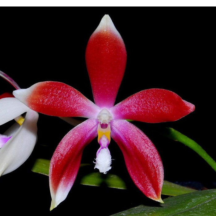 Anggrek Phalaenopsis Speciosa Red