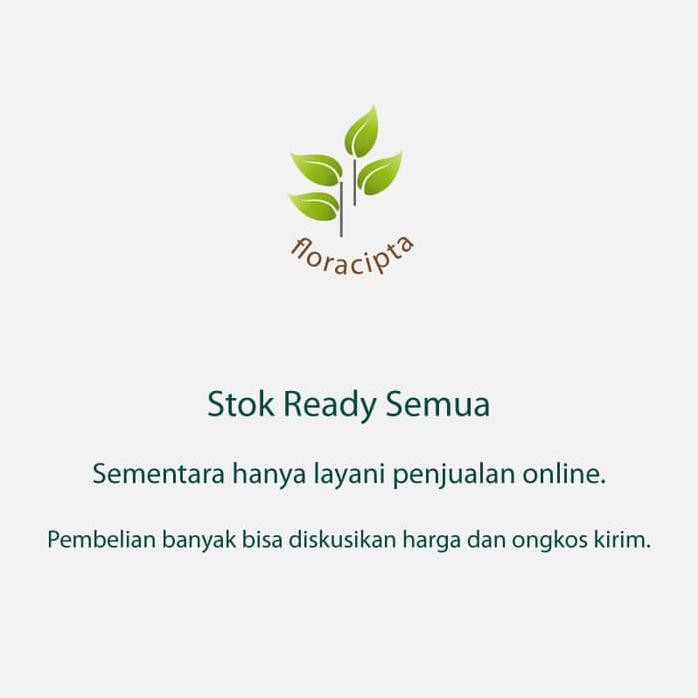 Bibit anggur hijau / pohon anggur hijau #_*