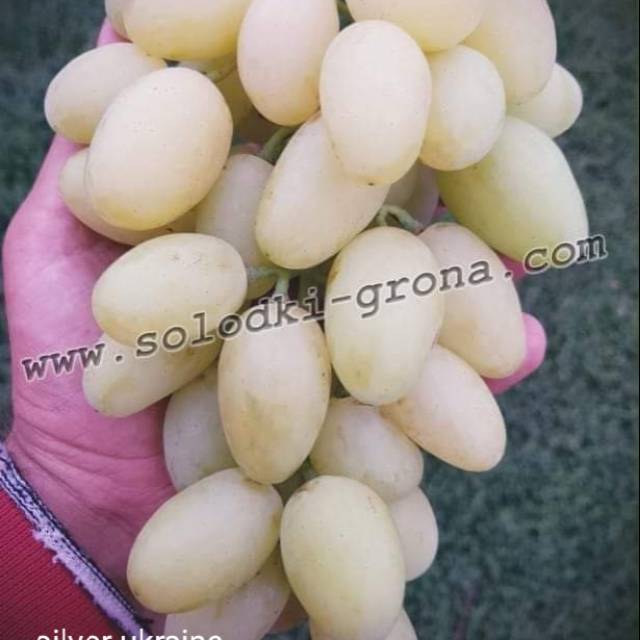 Bibit anggur Silver ukraina