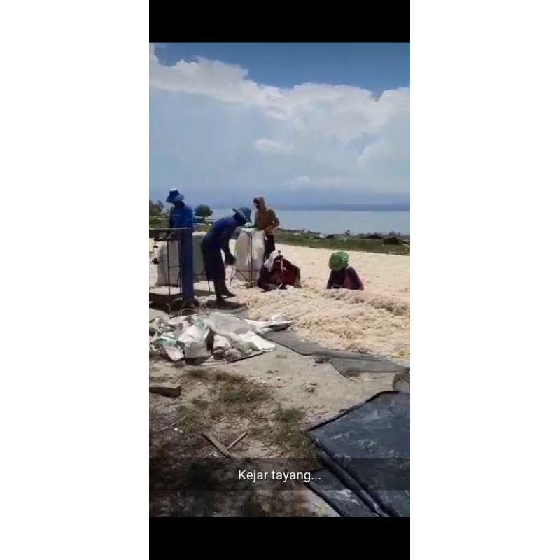 

pusat pengepul rumput laut dari petani.pulau seribu brat 1 kg
