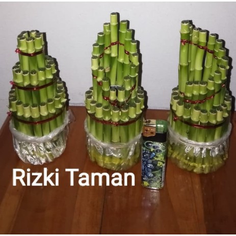 Paket bambu hoki | sri rejeki | souvenir tanaman