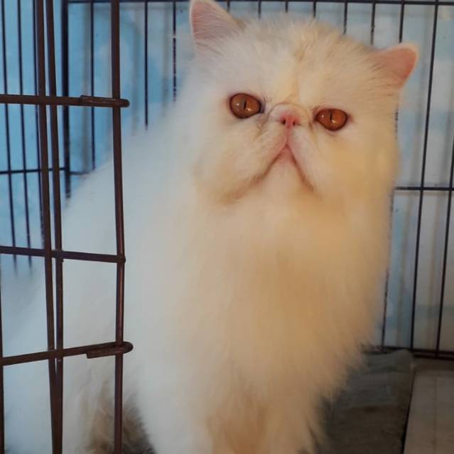 ikanetomykristianto